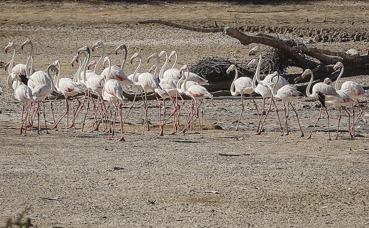 Flamenko talde bat, desagertzeko zorian dagoen urmael idor batean, Sevillako La Puebla del Río herrian, Doñanatik ez oso urrun. Horrelaxe daude gauzak, 