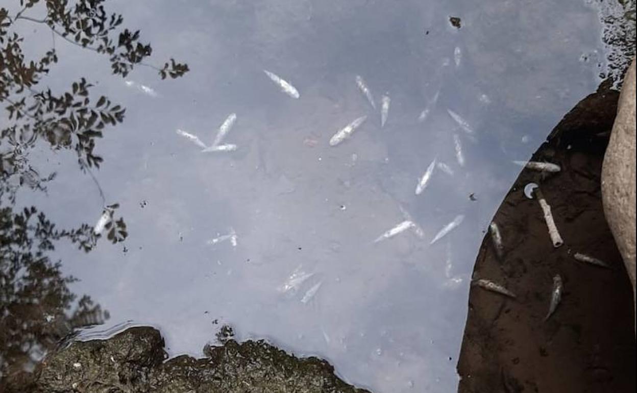 Los peces muertos que han aparecido en el río Deba. 