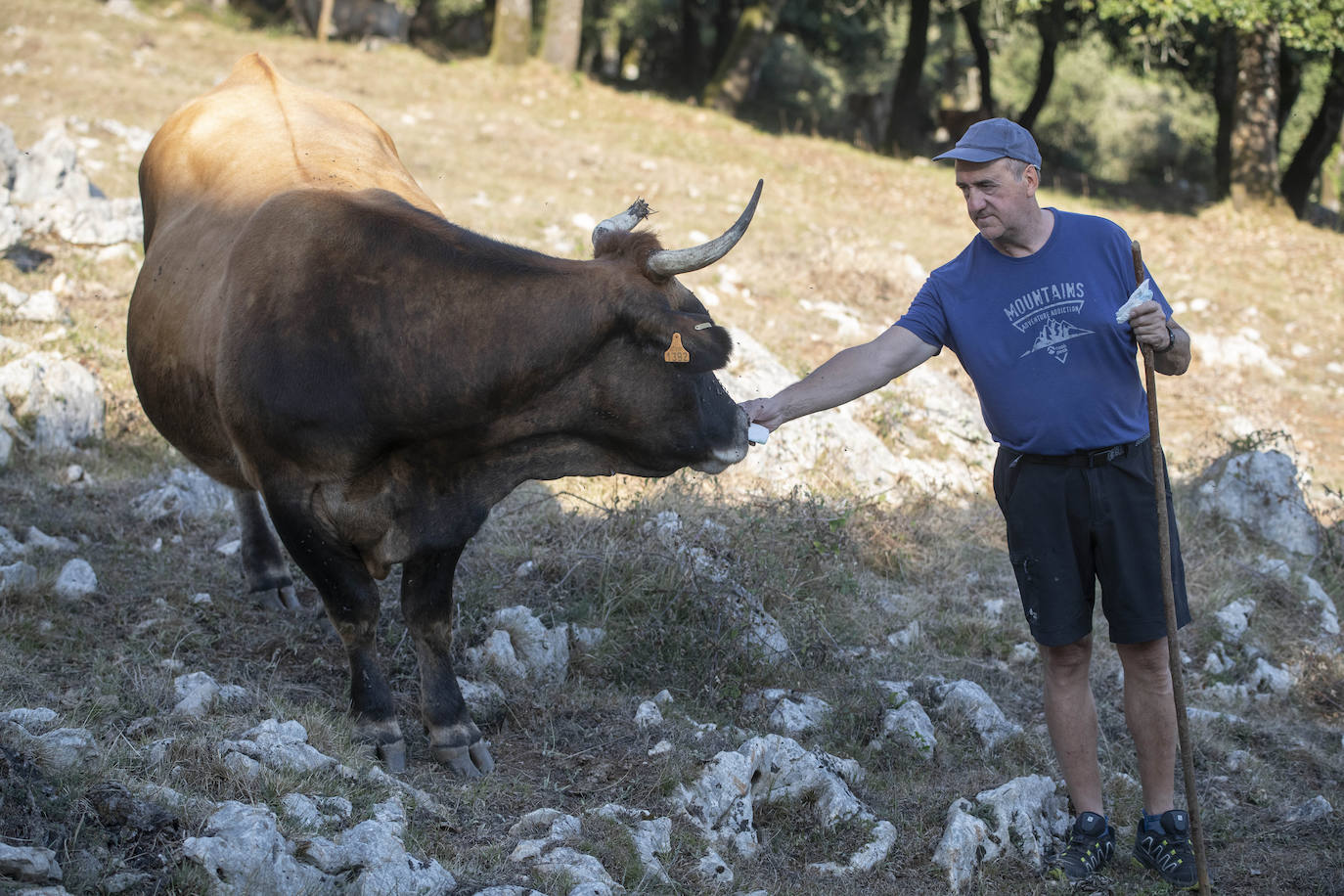 Fotos: Los pastores lanzan un SOS por su ganado