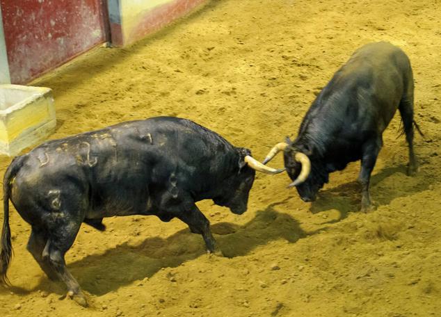 Fotos: Desencajonamiento de toros para la corrida en Illumbe