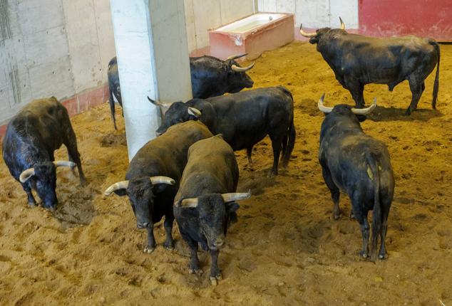 Fotos: Desencajonamiento de toros para la corrida en Illumbe