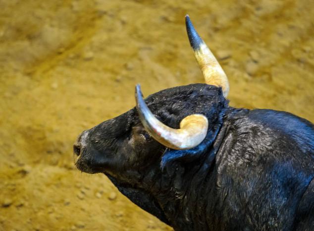 Fotos: Desencajonamiento de toros para la corrida en Illumbe