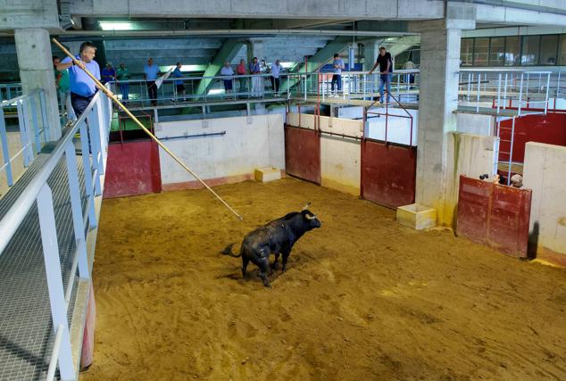 Fotos: Desencajonamiento de toros para la corrida en Illumbe
