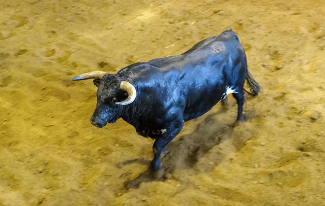 Fotos: Desencajonamiento de toros para la corrida en Illumbe