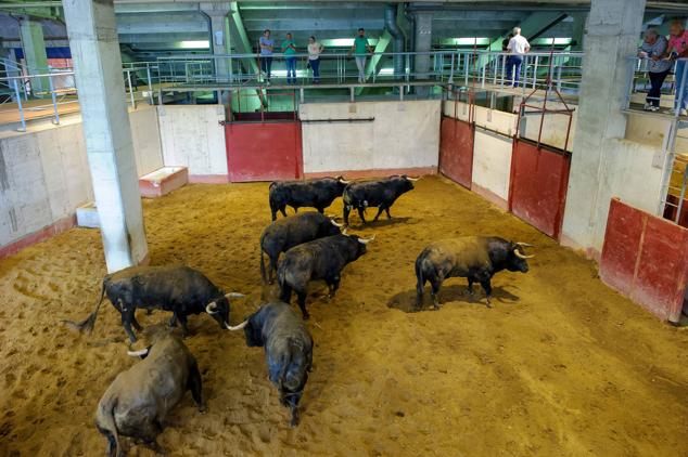 Fotos: Desencajonamiento de toros para la corrida en Illumbe
