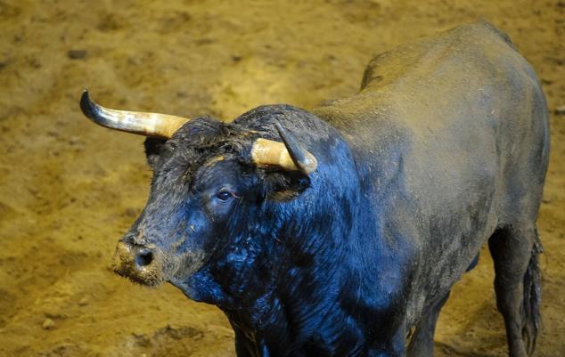 Fotos: Desencajonamiento de toros para la corrida en Illumbe