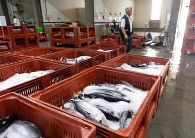 Imagen secundaria 1 - Pesca: La costera del bonito se alarga a septiembre