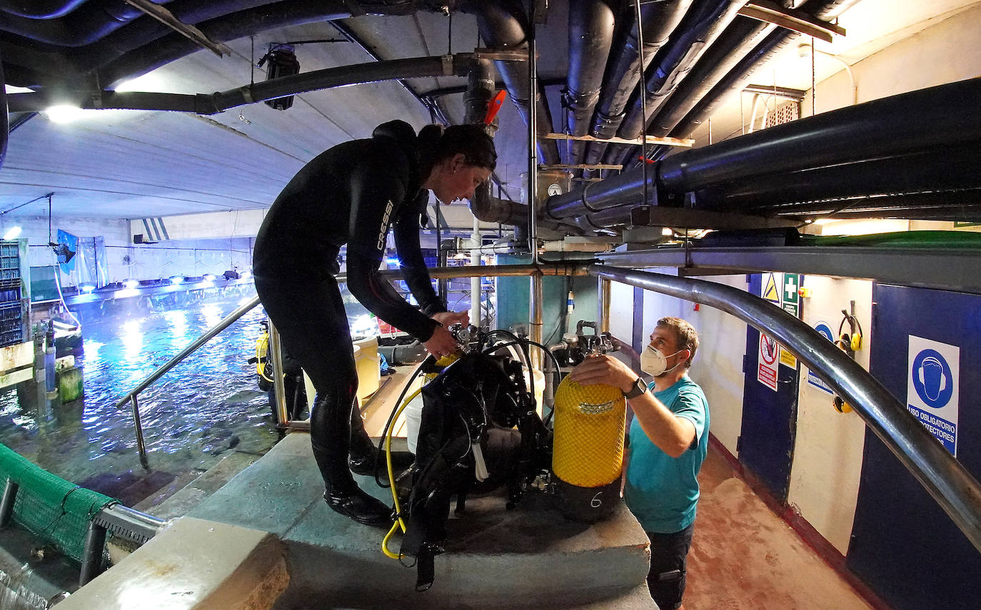 Fotos: Los secretos del Aquarium donostiarra