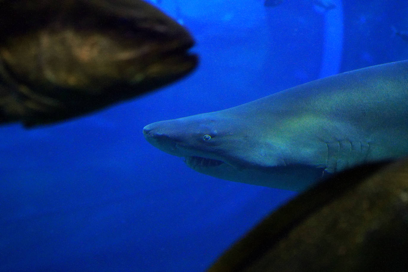 Fotos: Los secretos del Aquarium donostiarra