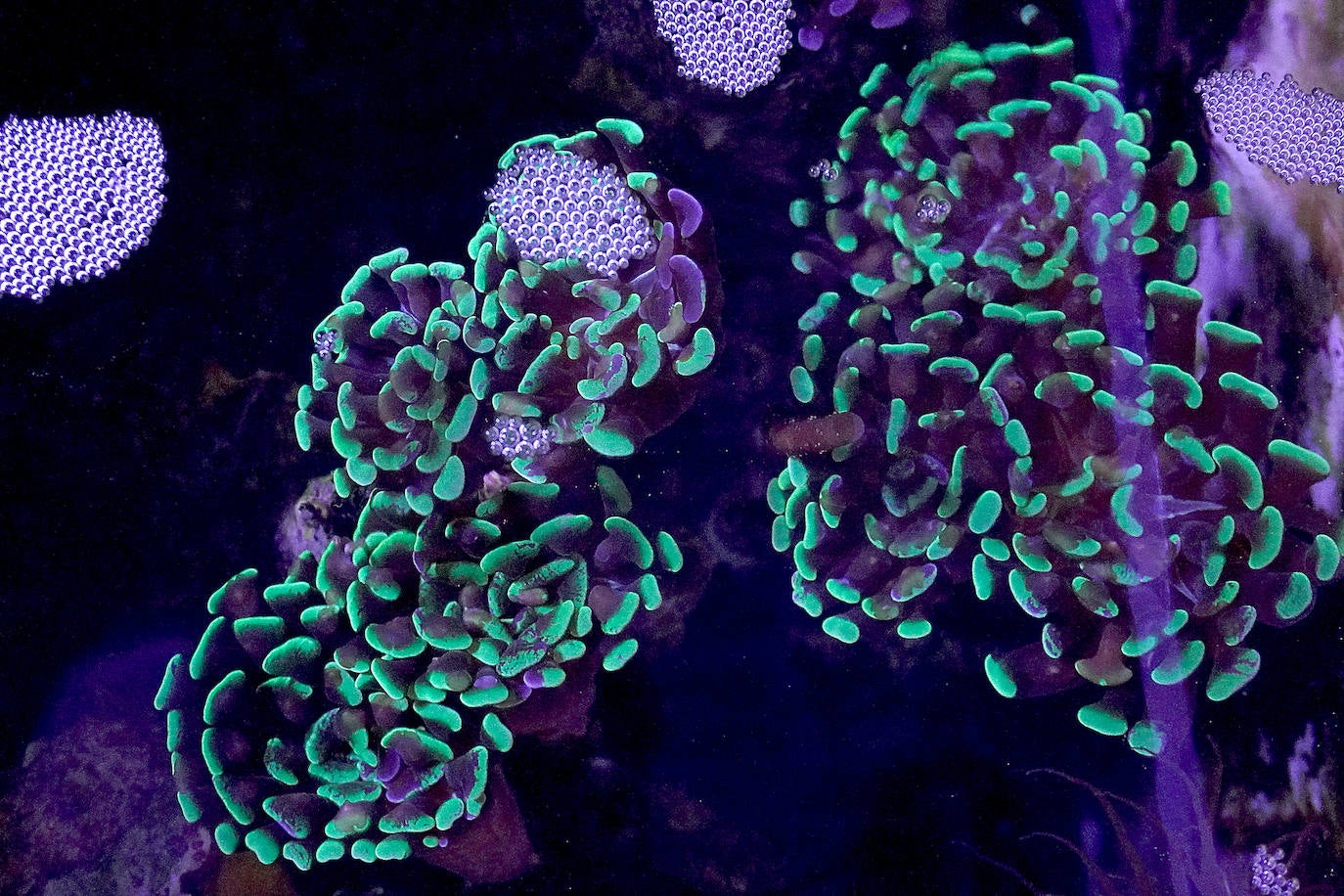 Fotos: Los secretos del Aquarium donostiarra