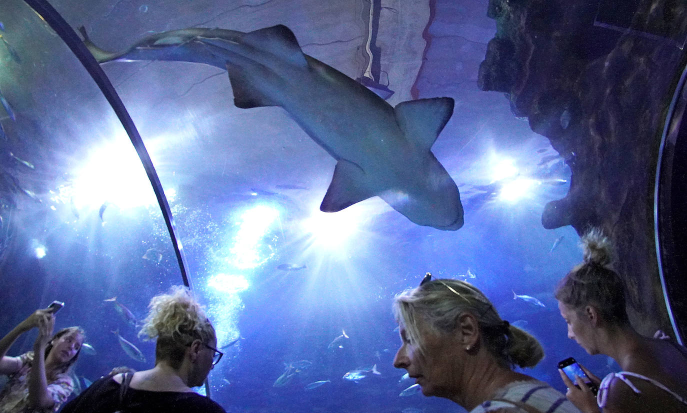 Fotos: Los secretos del Aquarium donostiarra