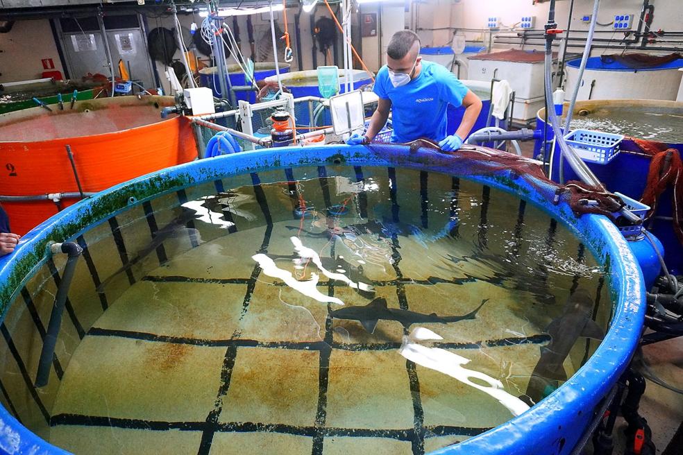 Víctor Álvarez revisa a los ejemplares de tiburón en cuarentena. 