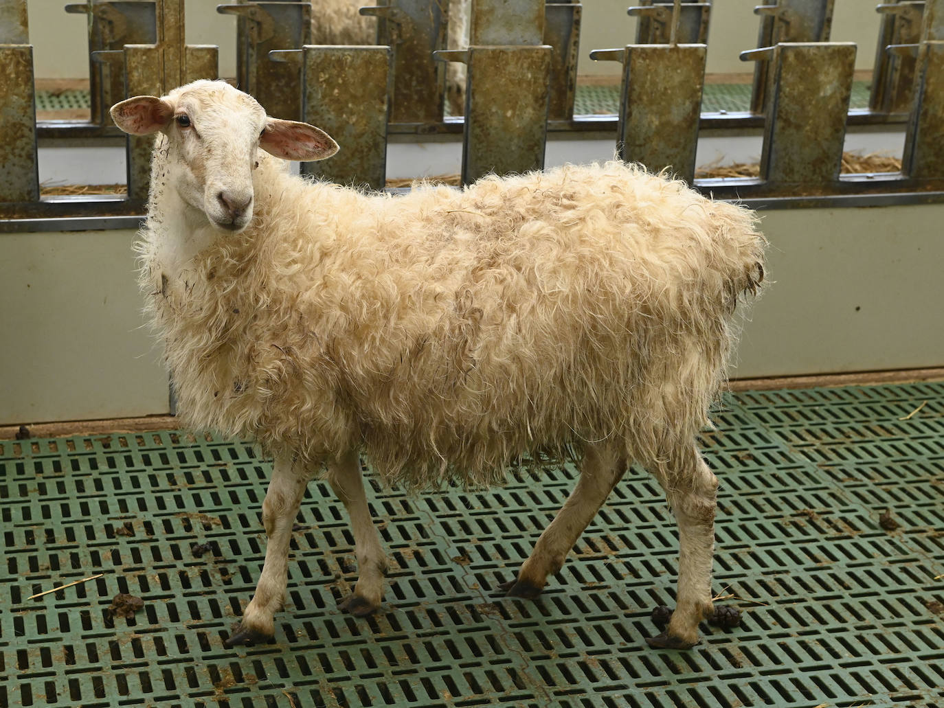 Fotos: El Idizabal como reclamo turístico