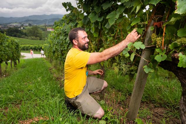 Fotos: Un txakoli de calidad y mayor graduación