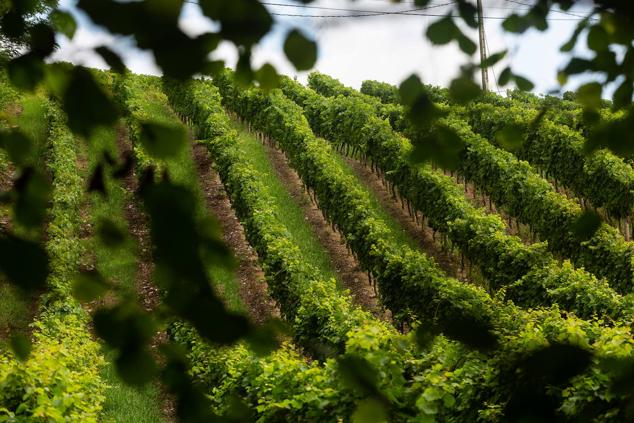 Fotos: Un txakoli de calidad y mayor graduación