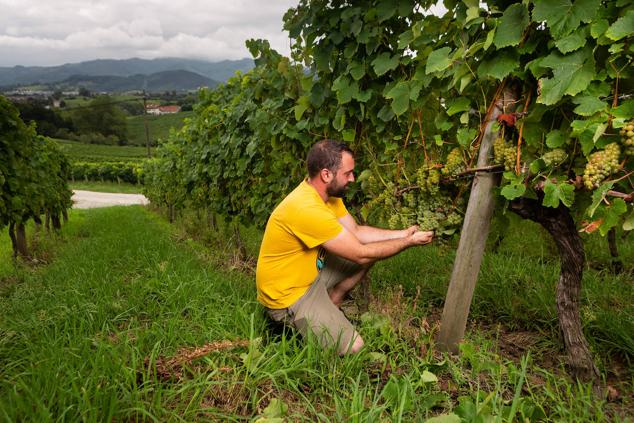 Fotos: Un txakoli de calidad y mayor graduación