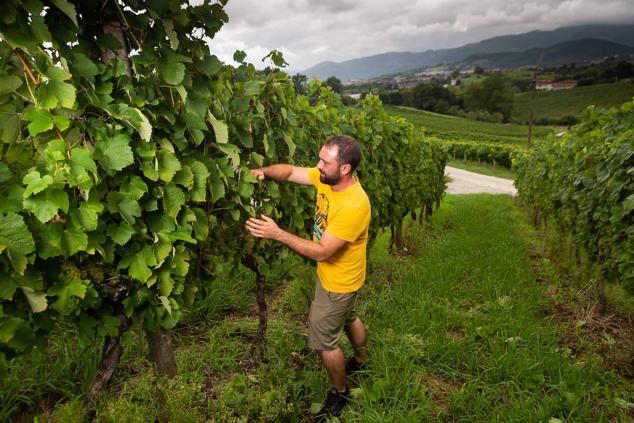 Fotos: Un txakoli de calidad y mayor graduación