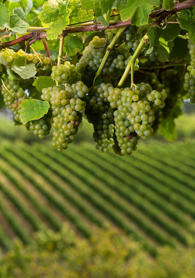 Fotos: Un txakoli de calidad y mayor graduación
