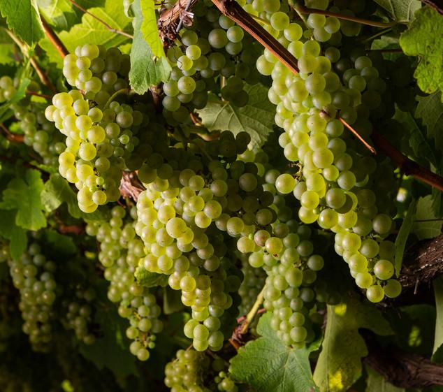 Fotos: Un txakoli de calidad y mayor graduación