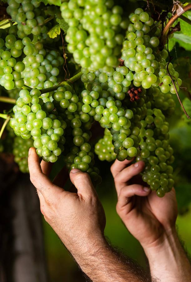 Fotos: Un txakoli de calidad y mayor graduación