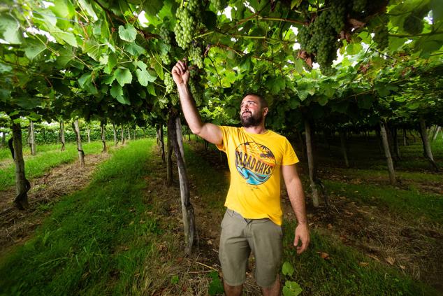 Fotos: Un txakoli de calidad y mayor graduación