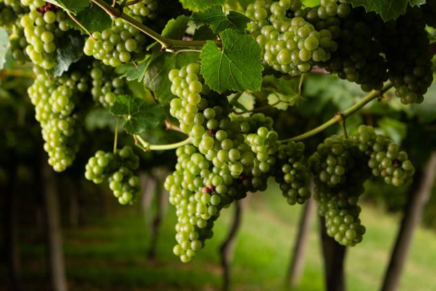 Fotos: Un txakoli de calidad y mayor graduación
