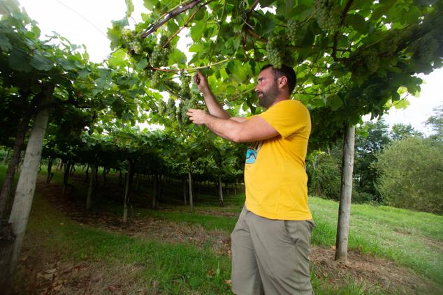 Fotos: Un txakoli de calidad y mayor graduación