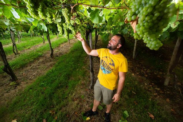 Fotos: Un txakoli de calidad y mayor graduación