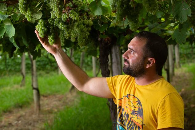 Fotos: Un txakoli de calidad y mayor graduación