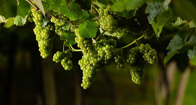 Fotos: Un txakoli de calidad y mayor graduación