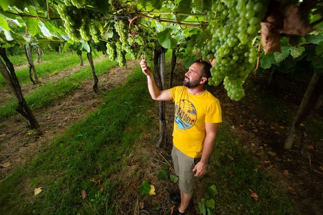 Fotos: Un txakoli de calidad y mayor graduación