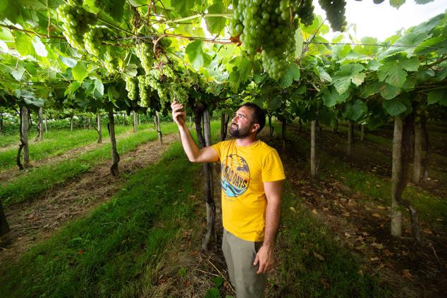 Fotos: Un txakoli de calidad y mayor graduación