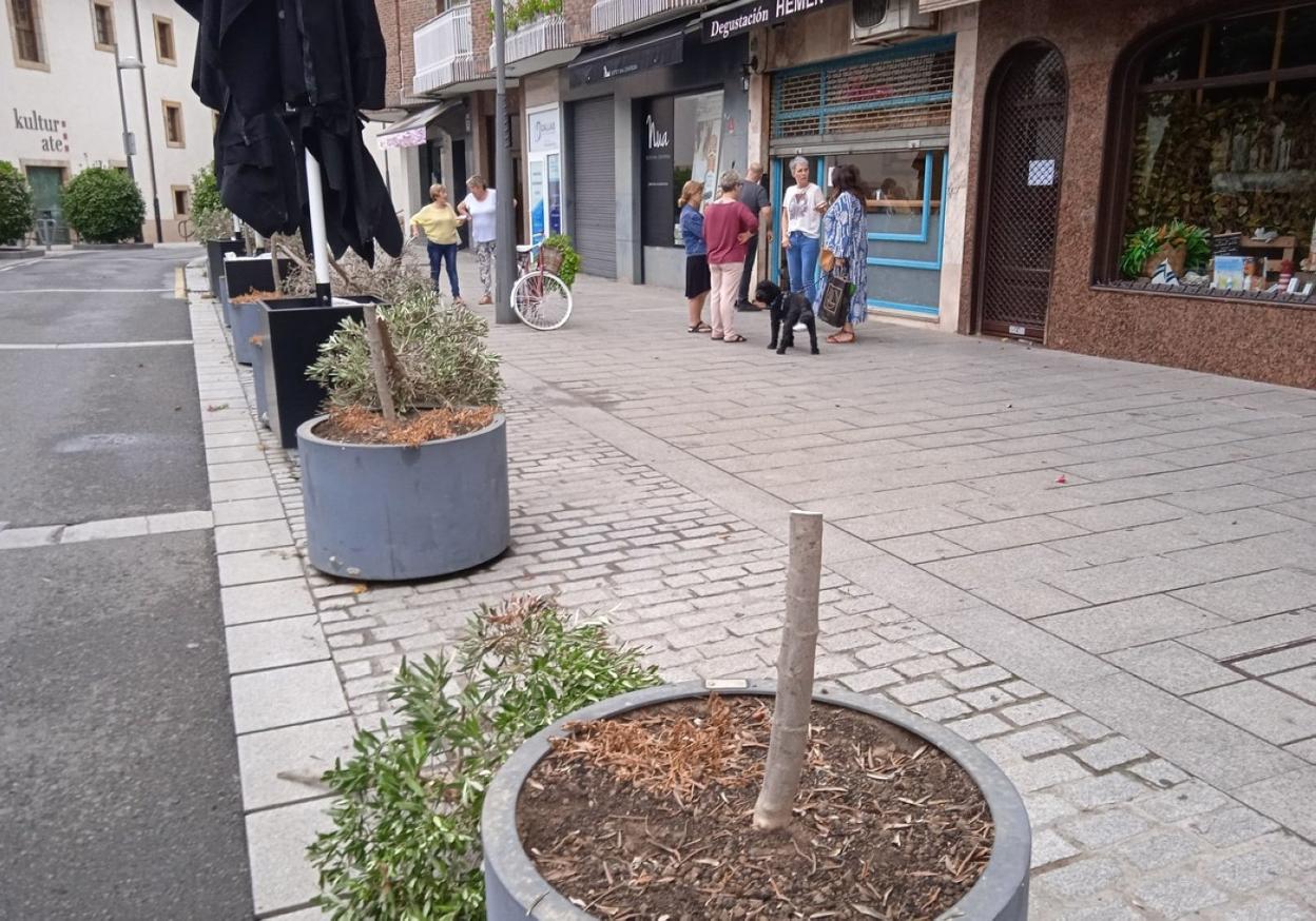 Los ejemplares de olivos aserrados en Sebero y personas arremolinadas frente a la cafetería Hemen. 
