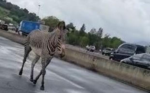 ¿Qué hace una cebra en el peaje de Biriatou?