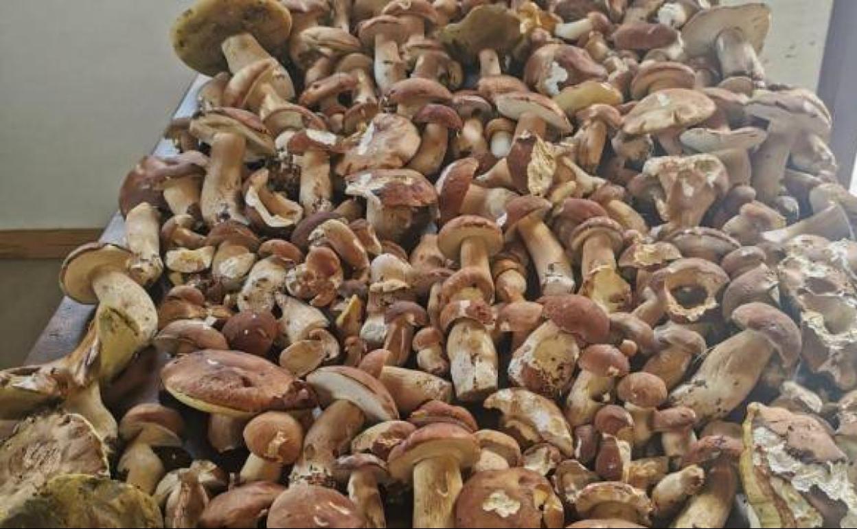 Los hongos requisados en Erro-Roncesvalles.