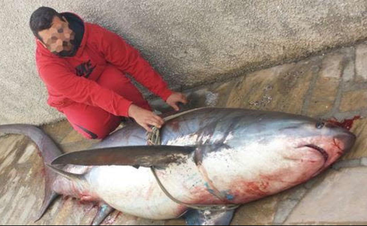 Captura de un tiburón zorro hace varios años de un ejemplar en Burriana.