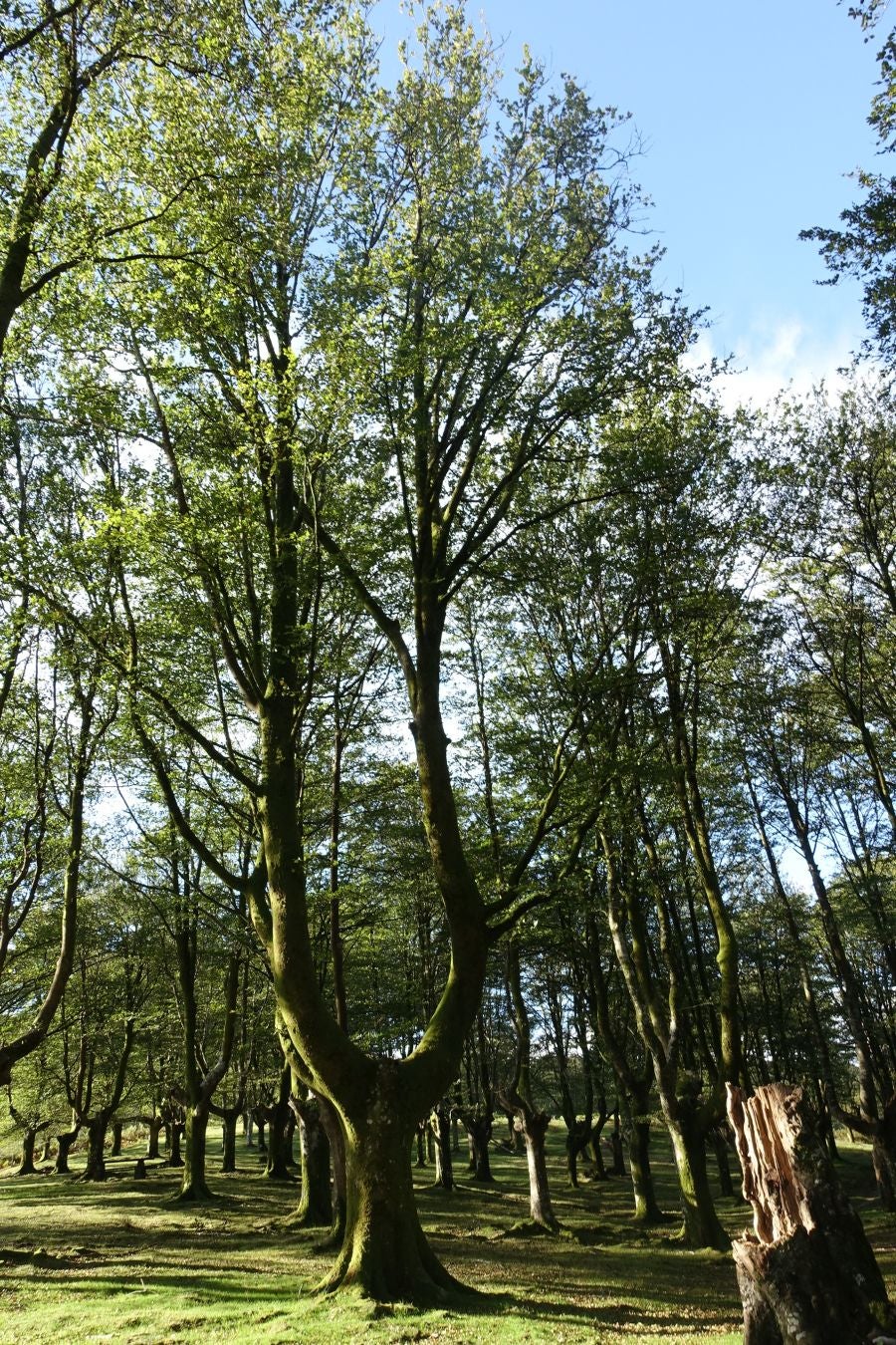 Fotos: Ruta a Basate pasando por el crómlech de Oianleku
