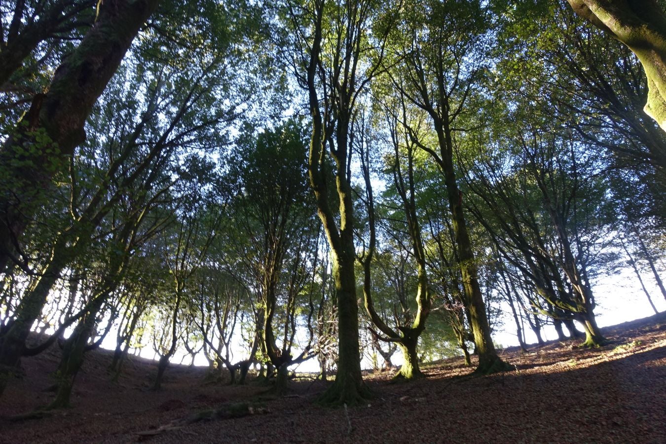 Fotos: Ruta a Basate pasando por el crómlech de Oianleku