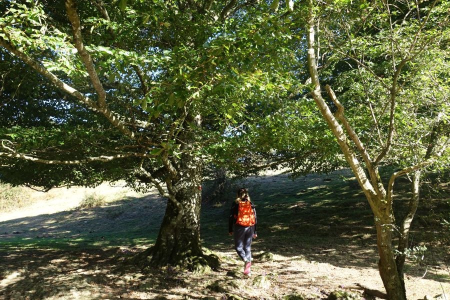 Fotos: Adi: una cima navarra para disfrutar del Otoño