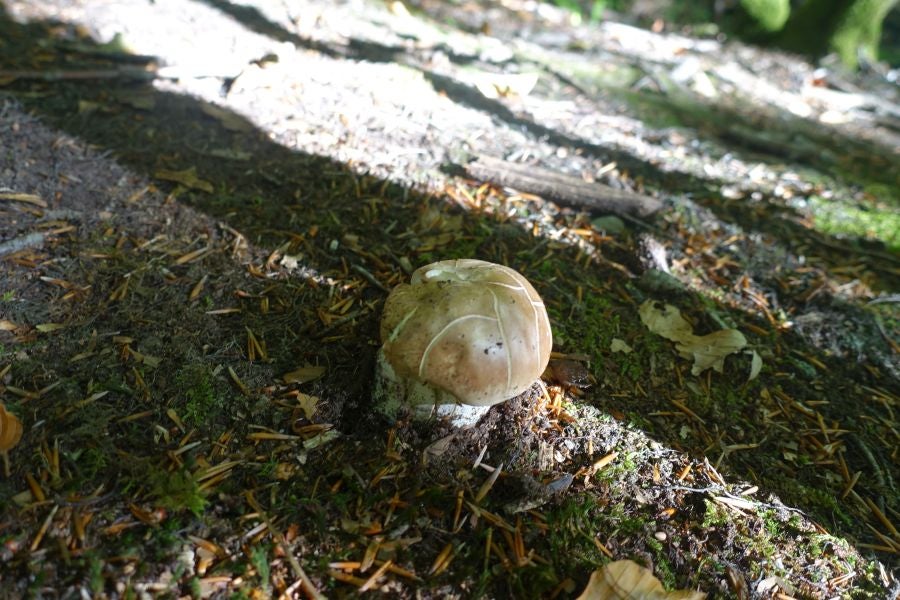 Fotos: Adi: una cima navarra para disfrutar del Otoño