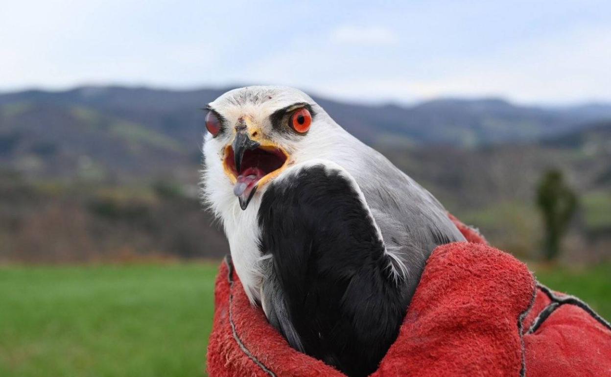 El elanio azul abatido por un disparo en Segura en octubre del pasado año y que pudo recuperarse en Arrano Etxea.