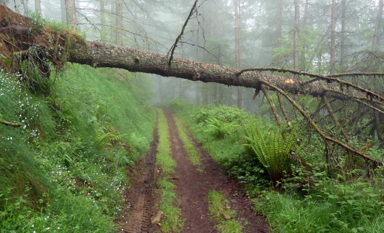 Ärbol caído sobre una pista forestal en las alderas de Irimo. 