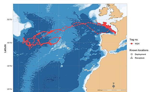 Así es la ruta migratoria de un bonito juvenil