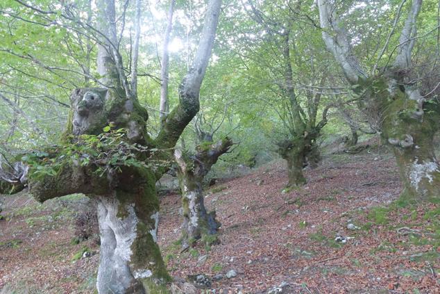 Fotos: Kurtzebarri, trio de damas