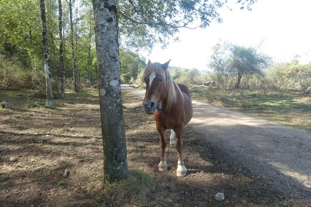 Fotos: Kurtzebarri, trio de damas