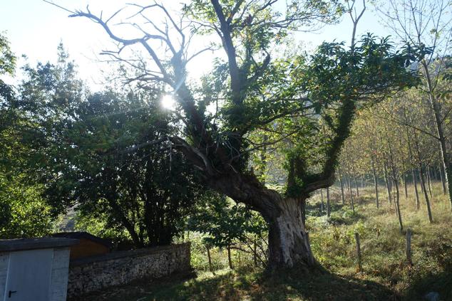 Fotos: Kurtzebarri, trio de damas