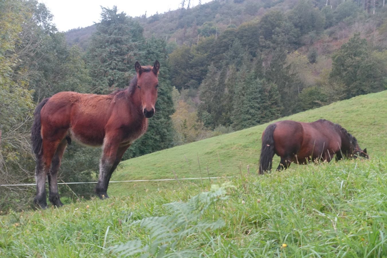 Fotos: Ruta a la cima de Belabieta
