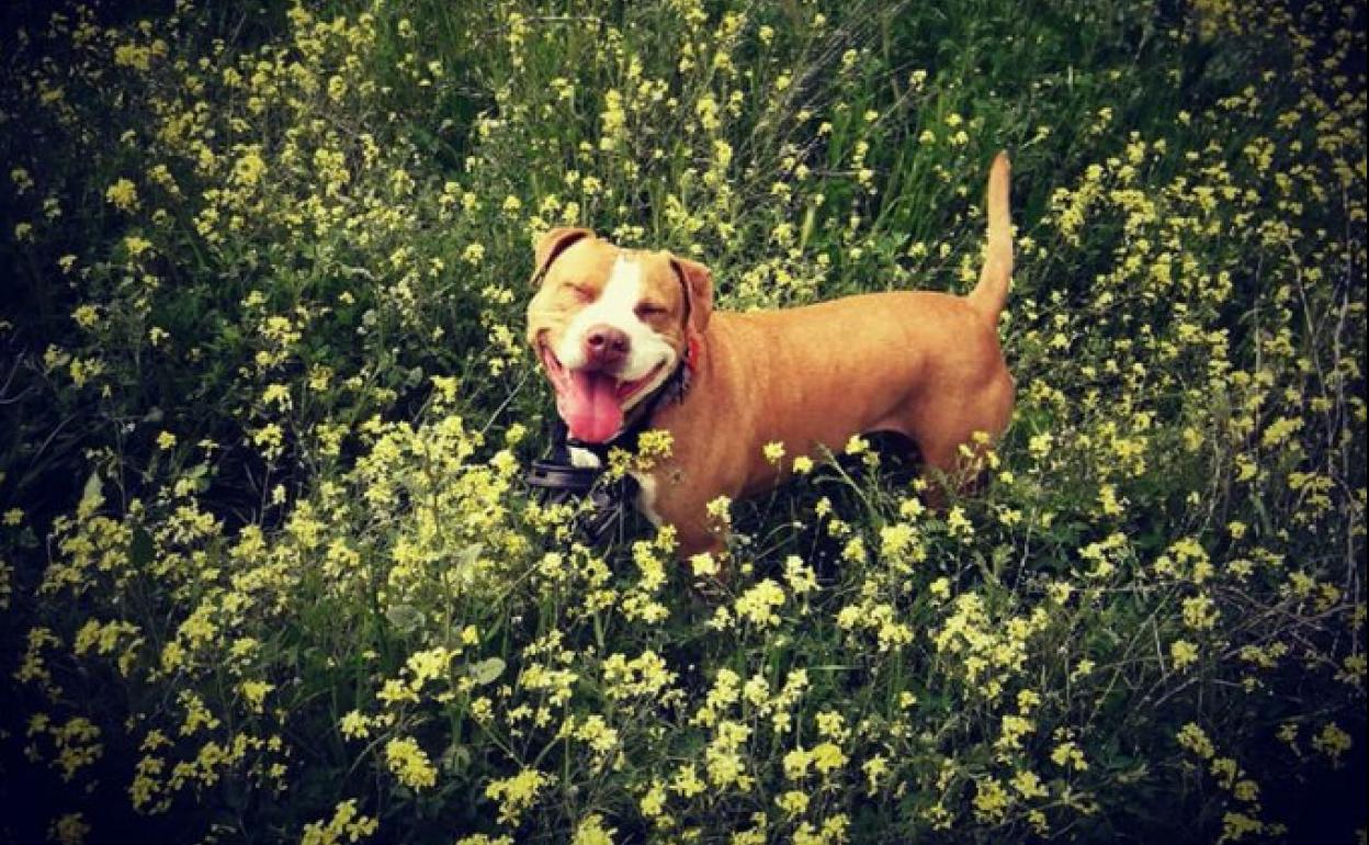 Pita, la perra fallecida tras escuchar un petardo