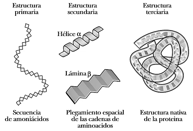 A la izquierda, la secuencia lineal de aminoácidos se llama estructura primaria; en el centro, en ciertas partes de la secuencia se producen estructuras 'regulares' que dan lugar a la estructura secundaria; a la derecha, el plegamiento general de toda la secuencia da lugar a la estructura terciaria (la estructura tridimensional).