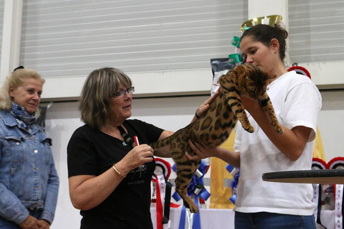 Fotos: XV Exposición Internacional Felina en Ficoba